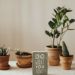 Aesthetic indoor setting with potted plants and motivational sign. Perfect for nature-inspired interiors.